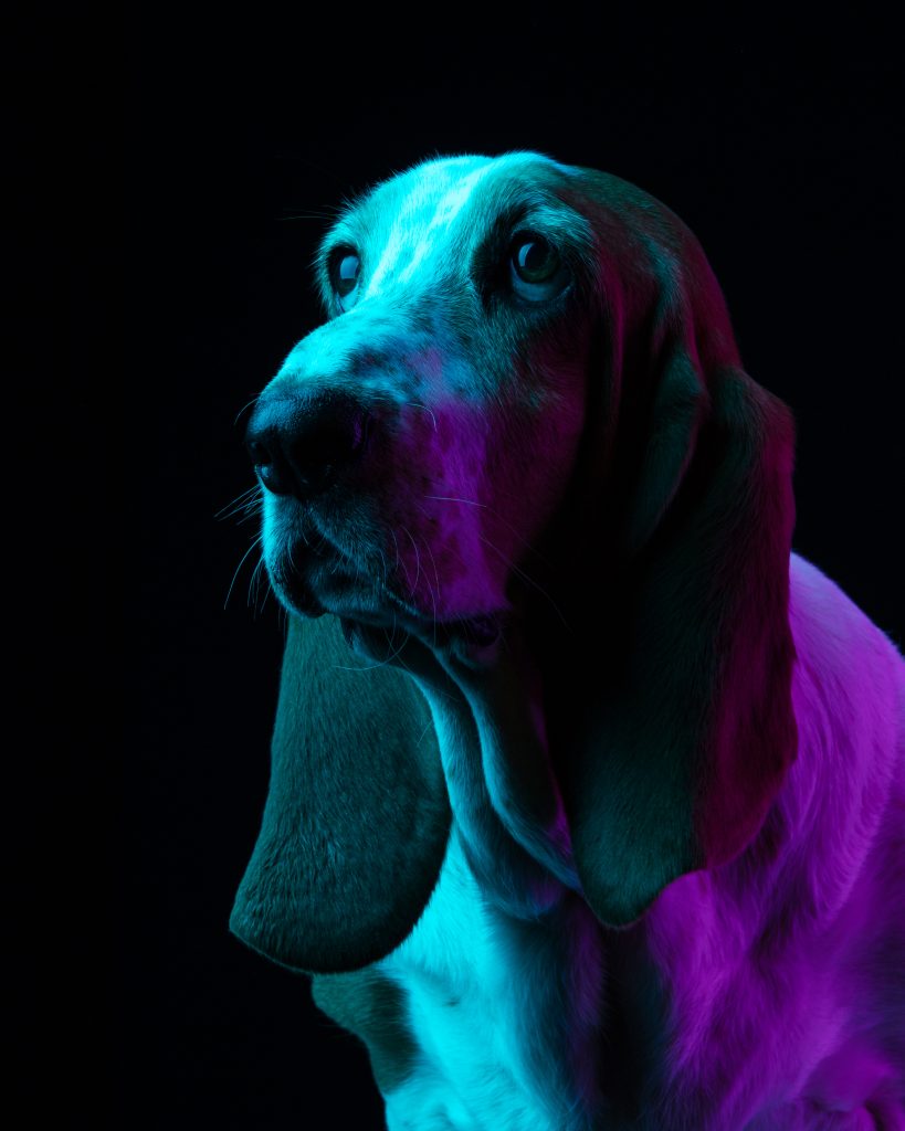 Peggy the webelieve dog